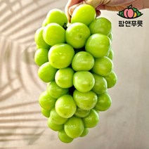 김천 상주 샤인 머스켓 제철 머스캣 가정용 선물 세트 2kg, 프리미엄 특등급 1kg (1송이), 샤인머스켓 프리미엄 특등급