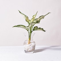 필플랜트 수경재배식물 플레어글라스 DIY세트 몬스테라수경재배, 1개, 7.스노우사파이어+수경재배세트(플레어글라스+흰돌)