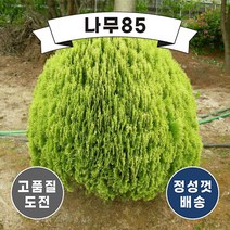 (나무85) 황금측백 나무 묘목, 2. 황금측백 60cm 내외 분
