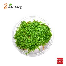 헬로아쿠아 모음)초보수초 200종모음전 쉬운수초 어항장식 열대어 어항꾸미기 수족관꾸미기, 3번) 쿠바펄 소스컵포장 1컵
