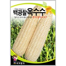 백광찰옥수수 2500립/찰옥수수 텃밭 키우기 종자 씨앗