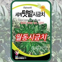 월동시금치 씨앗 세계텃밭시금치 40g 섬초 포항초 사계절 동초 겨울 가을 재래종 종자, 단품