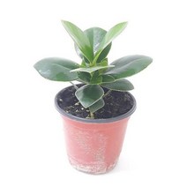 [강추] 크루시아(소) 실내공기정화식물 공기청정식물 크루시 14591EA, 본상품선택