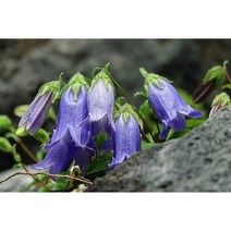청바위초롱-난쟁이 노지월동다년초 (묘종3개묶음) 암석정원장식 규격10cm화분묘 [꽃심야생화], 3개