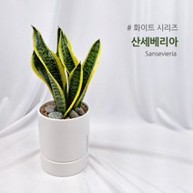 산세베리아 DIY 화이트 사기 화분 분갈이 Kit Set, 완성품