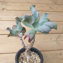 [수암다육] 컬리브라 랜덤발송 Echeveria Culibra 다육 다육이 다육식물 국민다육 다육이키우기 선인장 플랜테리어 미니선인장, 1개