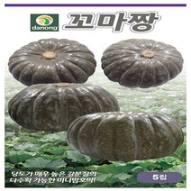 꼬마짱미니단호박 씨앗 5립, 단품