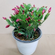 핑크 게발선인장(M3) 2019 새상품