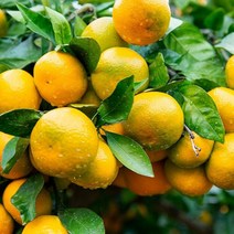 (초록자연) 제주 타이벡 감귤 3kg (소과) 노지감귤t17ma, 상세페이지 참조, 상세페이지 참조, 3000g
