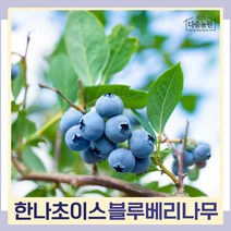 블루베리나무 묘목 한나초이스 7치화분 결실주 1개
