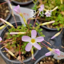 프라그란스 사랑초 야행성 향기 60 휴면상태입니다