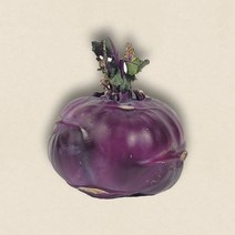 꿀비마켓 콜라비 1kg 장보기