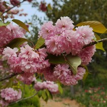 겹벚꽃나무 묘목판매 (청아원예조경), 겹벚꽃나무 특묘