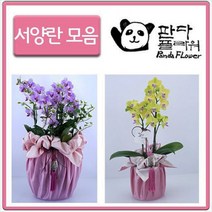 PFA015 승진 승급 진급 정년퇴임 입사 취업 선물, 선물 서양란, 8.아마빌리스(PFA028)