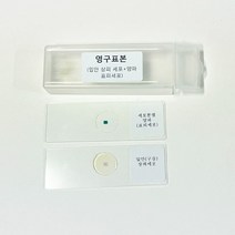 영구표본(입안상피세포+양파표피세포)