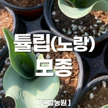 채소 모종 ~ 각종 묘종. 베란다 텃밭 세트 공기정화식물 허브 씨앗 채소모종 ~, H123 튤립(노랑) 모종 1개