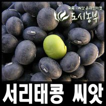 서리태콩(청태) 씨앗/종자 30g씩판매/도시농부/재래종