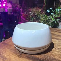 BK유광 도기화분 화이트 낮은원형 분재화분 20x12cm, 본상품