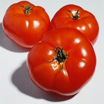 토마토 찰토마토 5kg (대 중 소과), 5kg 소 (5번)