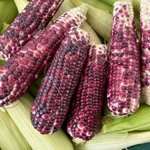 오늘의채소 [6월 25일부터 순차출고][오늘의채소] 국내산 흑찰옥수수 10개 (개당 15cm 내외), 1