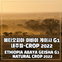 (커피생두) 133 에티오피아 아바야 게이샤 G1 내추럴-CROP 2022 500g