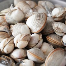 [고창직송] 당일채취 자연산 해감 활 동죽조개, 동죽조개 2kg