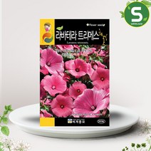 솔림텃밭몰 라바테라트리메스 씨앗 300립 꽃씨앗 아욱과식물, 단품
