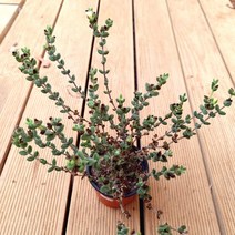 벽어연 다육이 예쁜 다육 식물 랜덤1-50