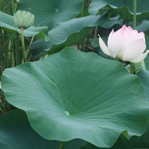 생연잎 20장, 1개