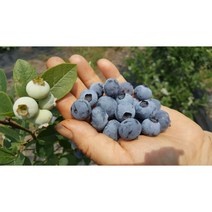 유기농러브팜 햇생 블루베리특품1kg(500gx2팩), 500gx4팩
