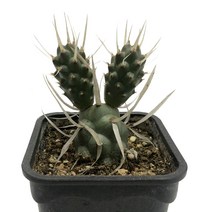 주미산선인장-종이가시선인장/테푸로칵투스