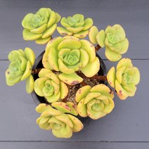 꽃다리 릴리패드 48 다육식물 다육이 아이만배송