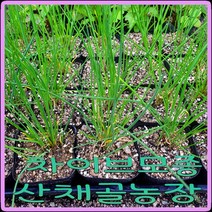 e쉬운새싹채소 모종이야기 / 차이브 모종/ 서양쪽파 개별컵포트모종, 6개