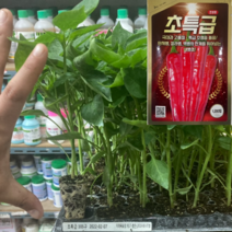 고추모종 농우바이오 초특급105구 72구 신품종 복합내병계 단지권선호 중생종 중간매운맛, 105구