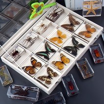 나비표본/나비박제 과학실 수집용 7.5cm/12종 세트, 나비 12종 + 인기 트럼펫 5종 선물상자 포함 (나비
