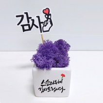 스마일컴퍼니 은혜캘리 스칸디아모스 화분, 04_(마)_스승의 은혜 캘리 모스-퍼플