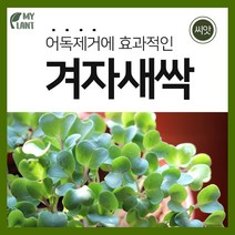 마이플랜트 새싹 겨자 씨앗 15g 채소 재배 베란다 텃밭 가꾸기
