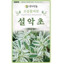 [조이가든] 야생화씨앗 - 설악초 (20립), 1개