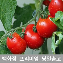 [특등급선별] 토마토 10kg 토마토효능 토마토요리 방울토마토키우기 대추방울토마토 대추토마토 당뇨에좋은과일 과일 완숙토마토 집에서할수있는취미 방울토마토1KG 단토마토 컬러