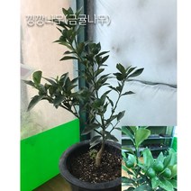 금강원예 오렌지레몬나무 &레몬나무&유주나무&낑깡나무 열매가 있어용!!, 4.낑깡나무(금귤나무), 1개