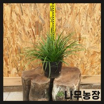 (나무농장) (평일당일발송) 상록사초 무늬모로위 7치 포트