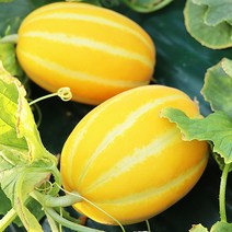 산지명물참외 성주참외맛가득 상주참외 참외제철 성주참외, 산지직송 참외 3kg