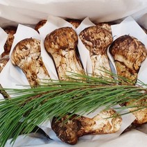 참송이버섯 자연산송이꿀 설날선물세트 1kg 500g, 백두산 송이버섯 2등품 500g