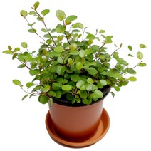 미스터허브 실내 공기정화식물 식용허브 키우기 화분 분갈이 인테리어 식물, 21_트리안, 1개