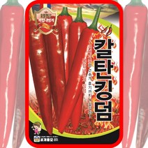 고추씨앗 고추종자 칼탄킹덤 1200립 세계종묘 고추씨 전문농가 영리용, 단품