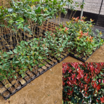 [모든원예조경] 홍가시나무 묘목 (레드로빈) 키40cm전후 포트묘 관상수