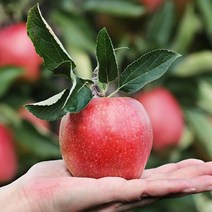 영화농산 사과 10kg 꿀 농장 유명한곳 예산영화농산 사과 10kg 사과유명한곳 청송사과 사과농장 꿀사과 사과가격 편창사과 영동사과 산지에사과 사과종류 사과시세, 본상품