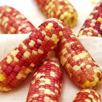 중국산 옥수수 편의점 마약 냉동 오색 찰옥수수 30개