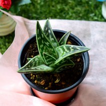 다육e닷컴 다육이 천대전금