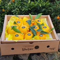 제주한라봉 3kg(8-11수 대과 선물용) 오감만족 상큼하고 과즙미 팡팡 품격있는 명절과일선물세트! 연말연시 과일선물